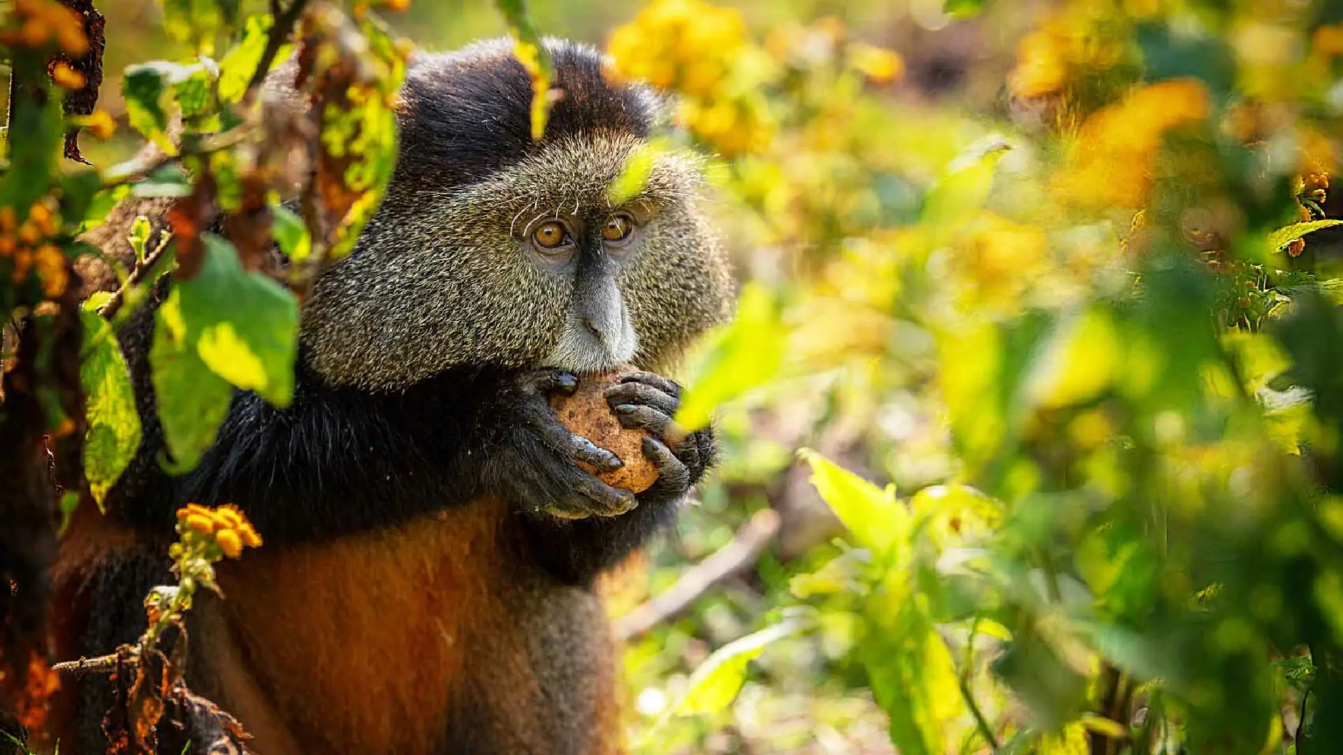 Volcanoes National Park Attraction