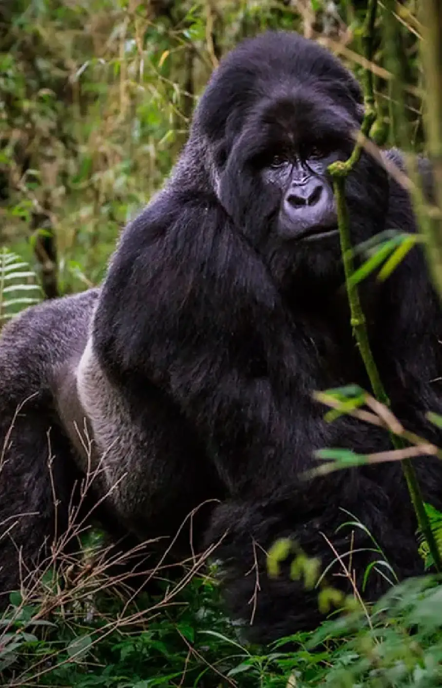 Volcanoes National Park Attraction