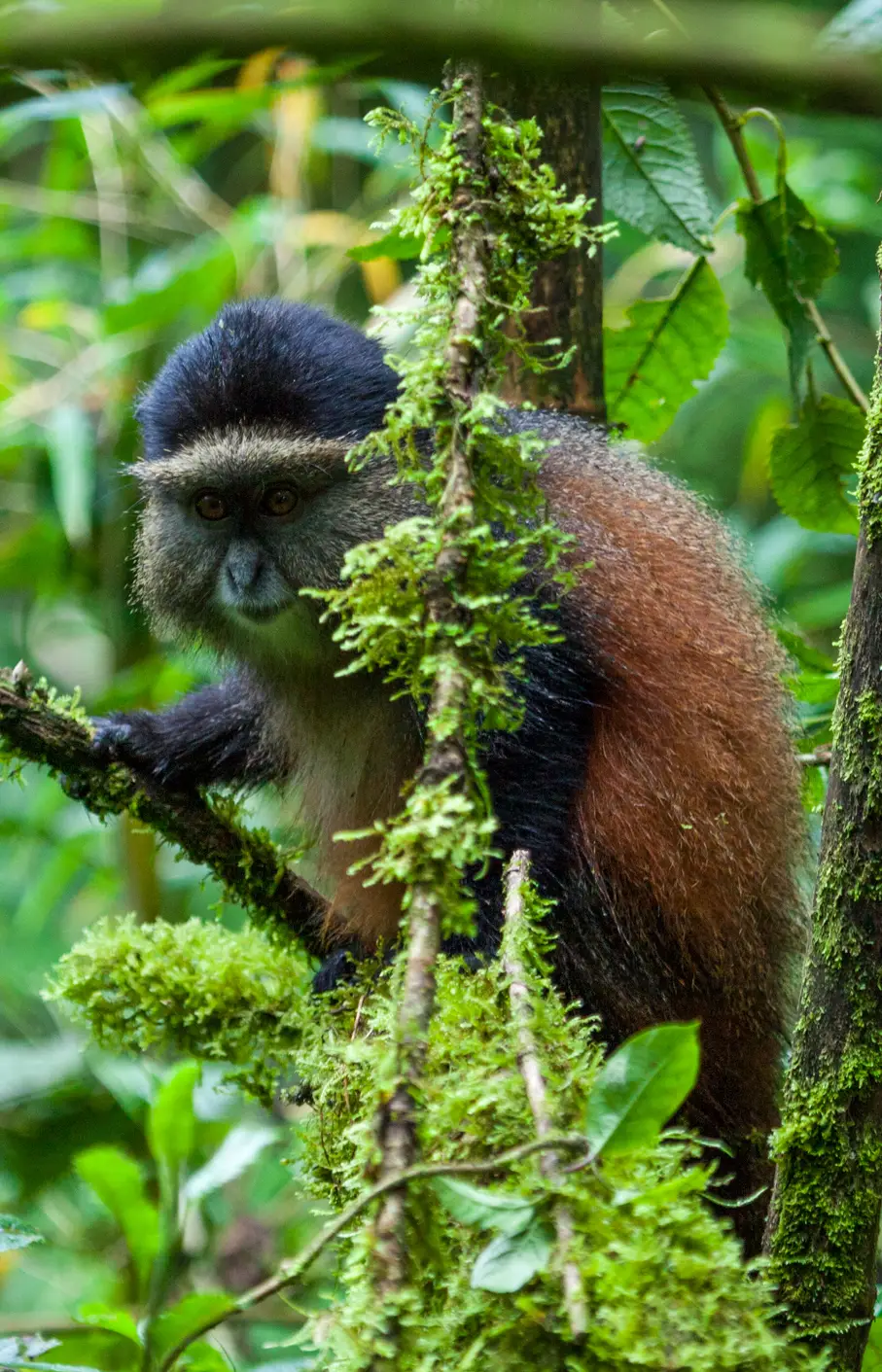 Volcanoes National Park Attraction