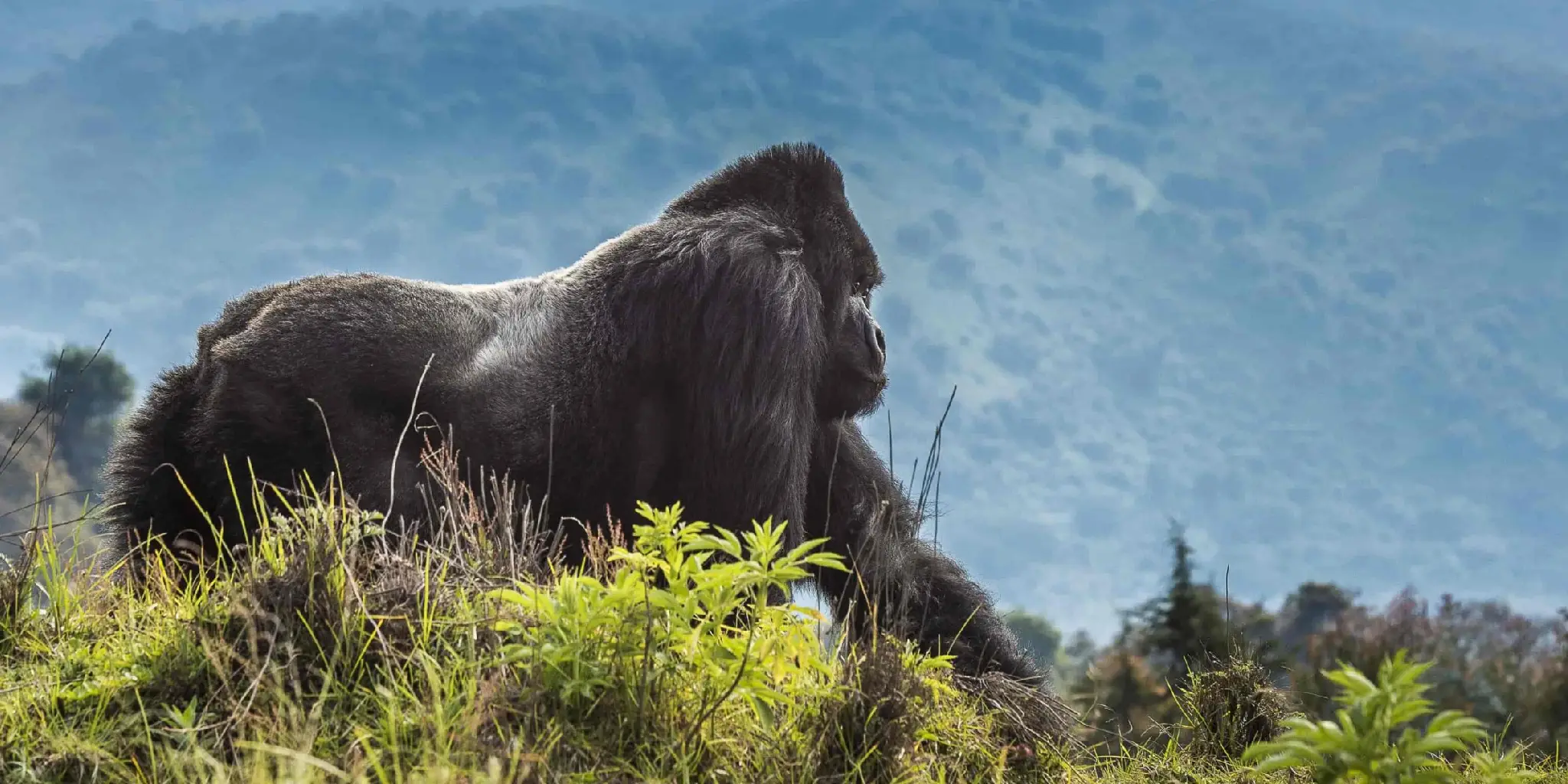 Volcanoes National Park