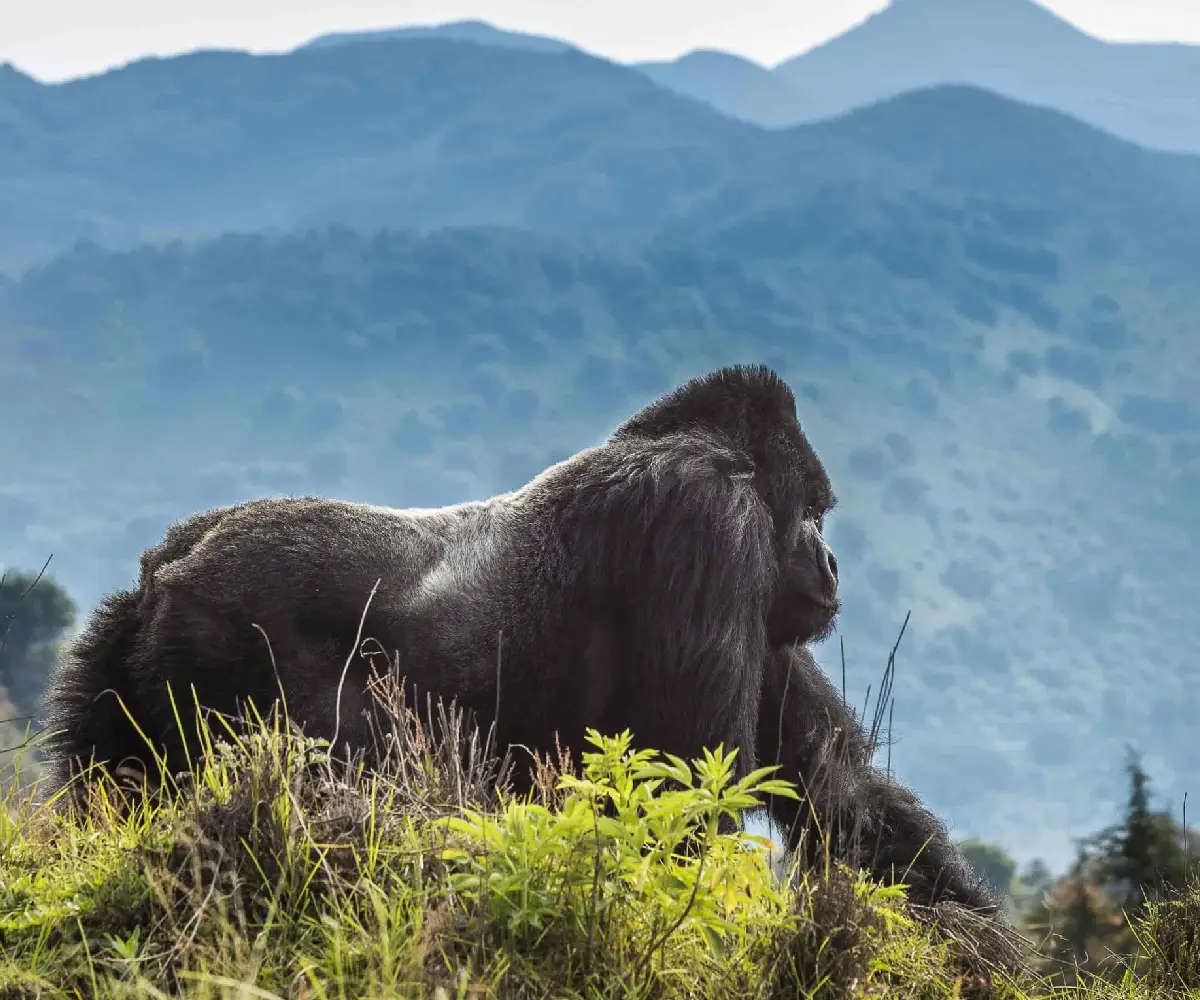 Volcanoes National Park