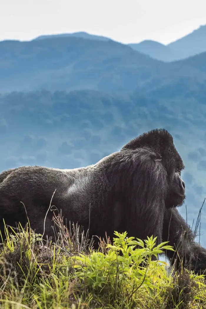 Rwanda Destinations Volcanoes National Park