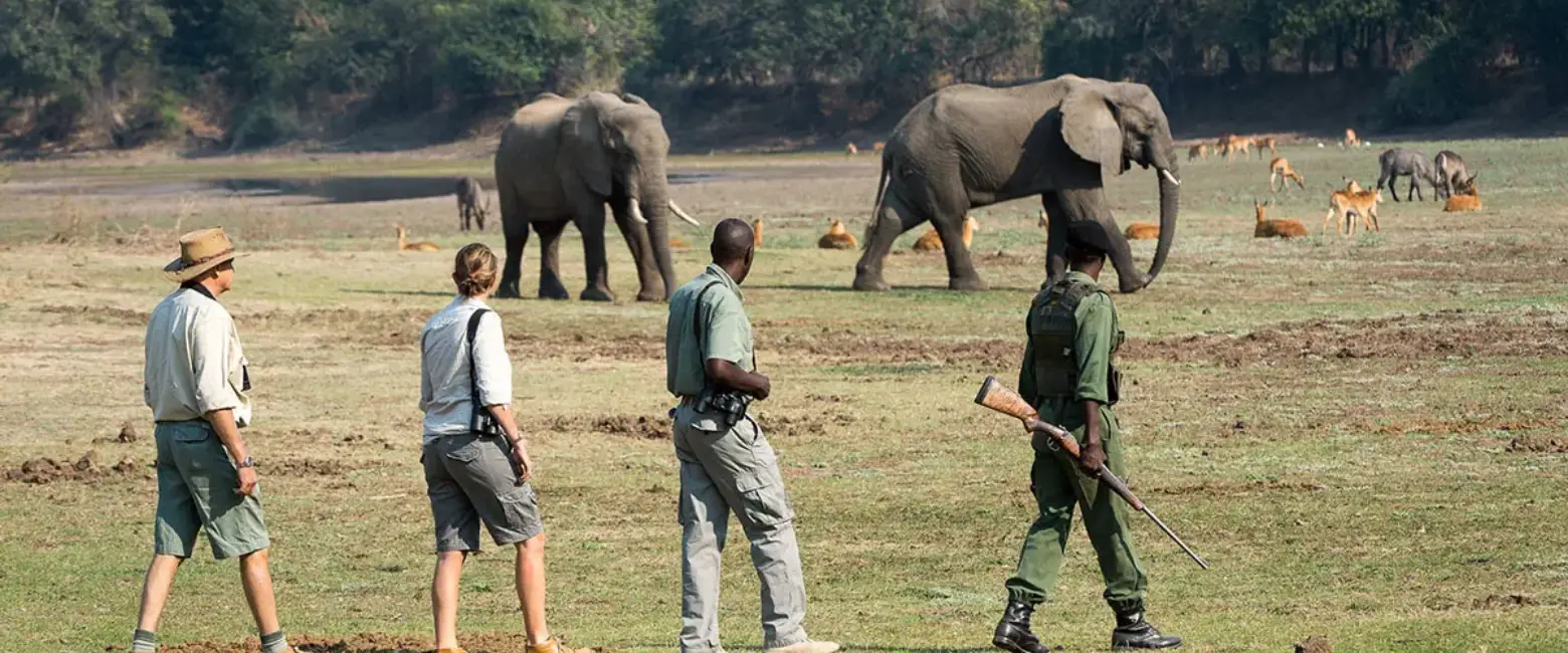 Walking Safari wildlife